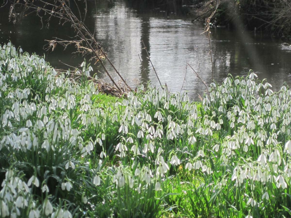Tilford Mill Cottage Farnham (Surrey) Ngoại thất bức ảnh